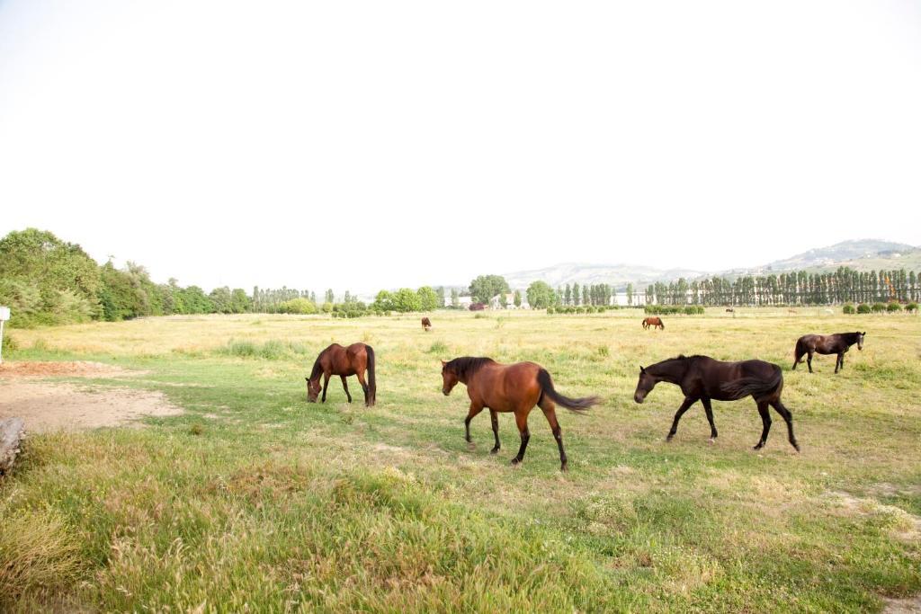 Castellalto Agriturismo Villa Irelli מראה חיצוני תמונה