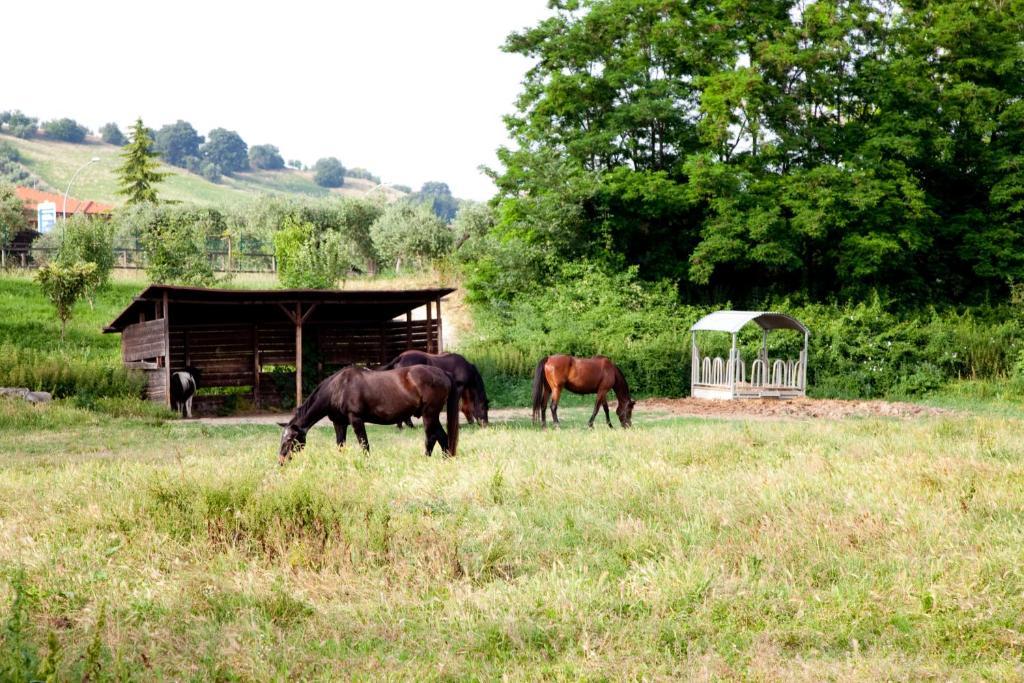 Castellalto Agriturismo Villa Irelli מראה חיצוני תמונה